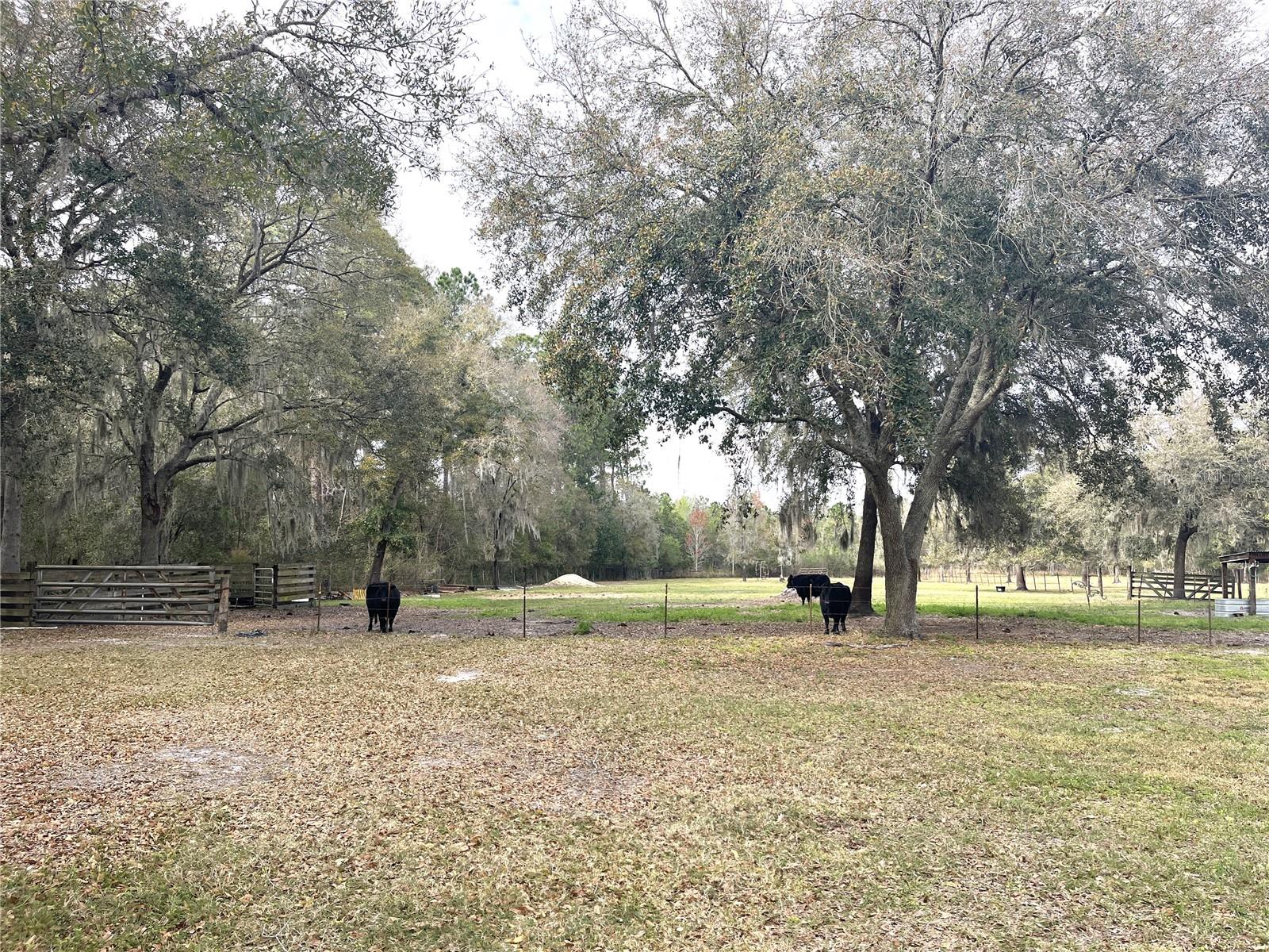 30737 Elam, Wesley Chapel, FL 33545