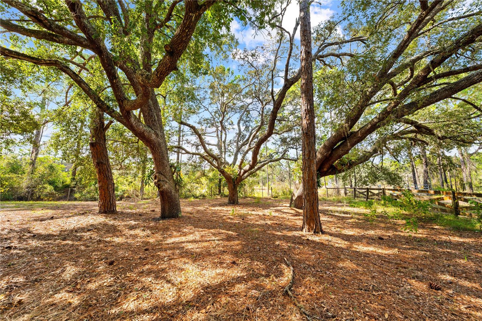 1860 Mustang, St Cloud, FL 34771