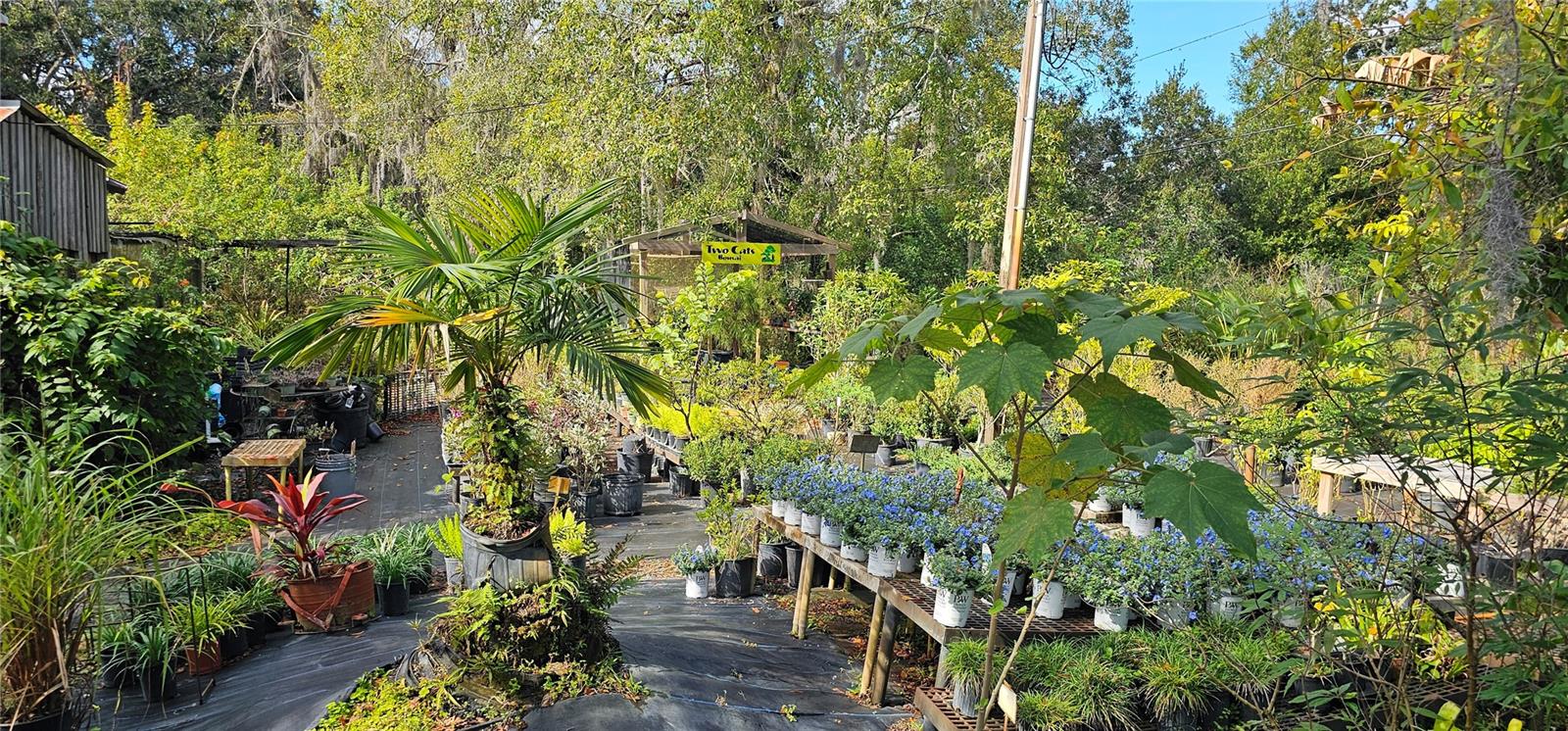 9906 Gunn, Odessa, FL 33556