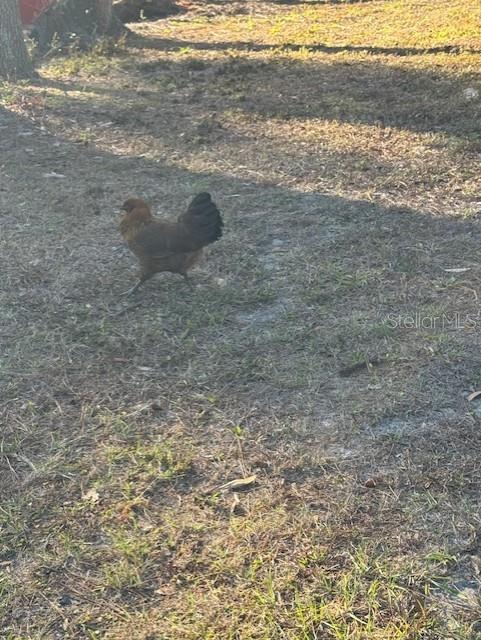 12512 Cr 685, Webster, FL 33597