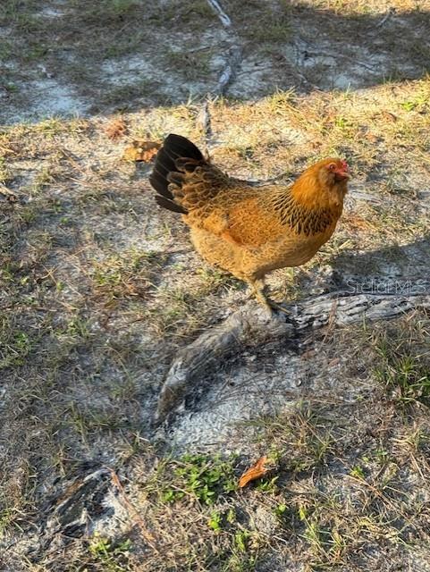 12512 Cr 685, Webster, FL 33597