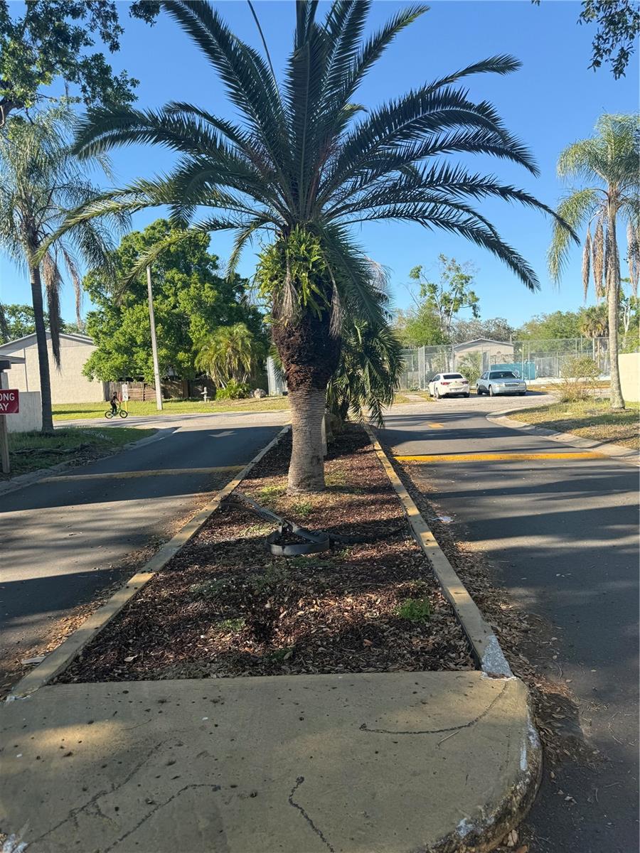 5118 Tennis Court Circle, Tampa, FL 33617