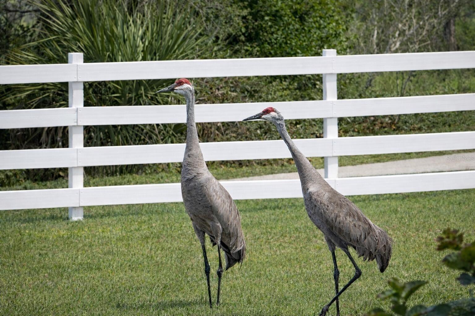 33015 Sahara, Sorrento, FL 32776