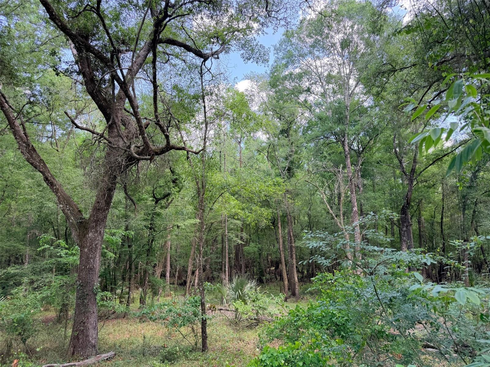 288 899th, Old Town, FL 32680