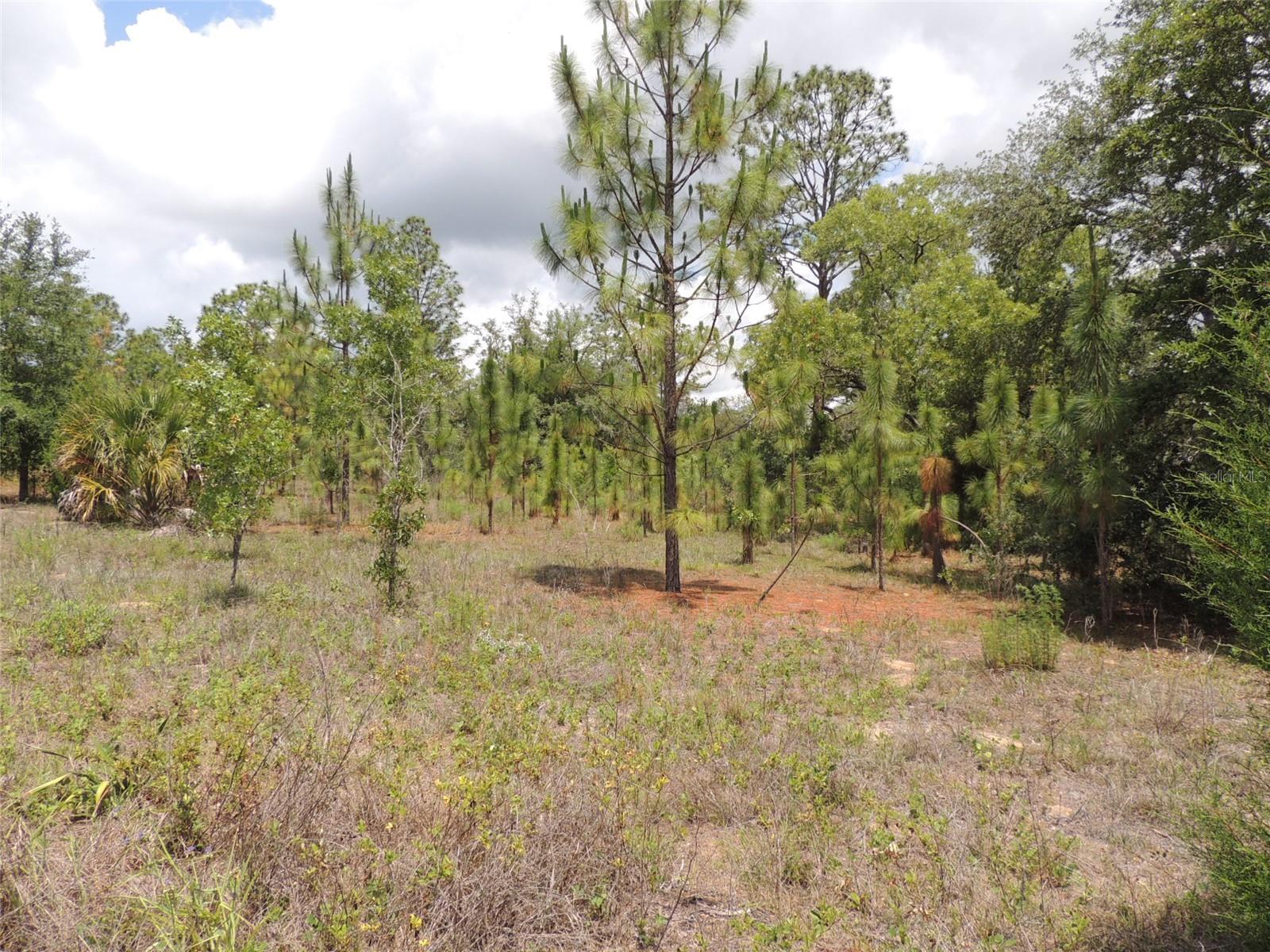 11351 32nd, Morriston, FL 32668