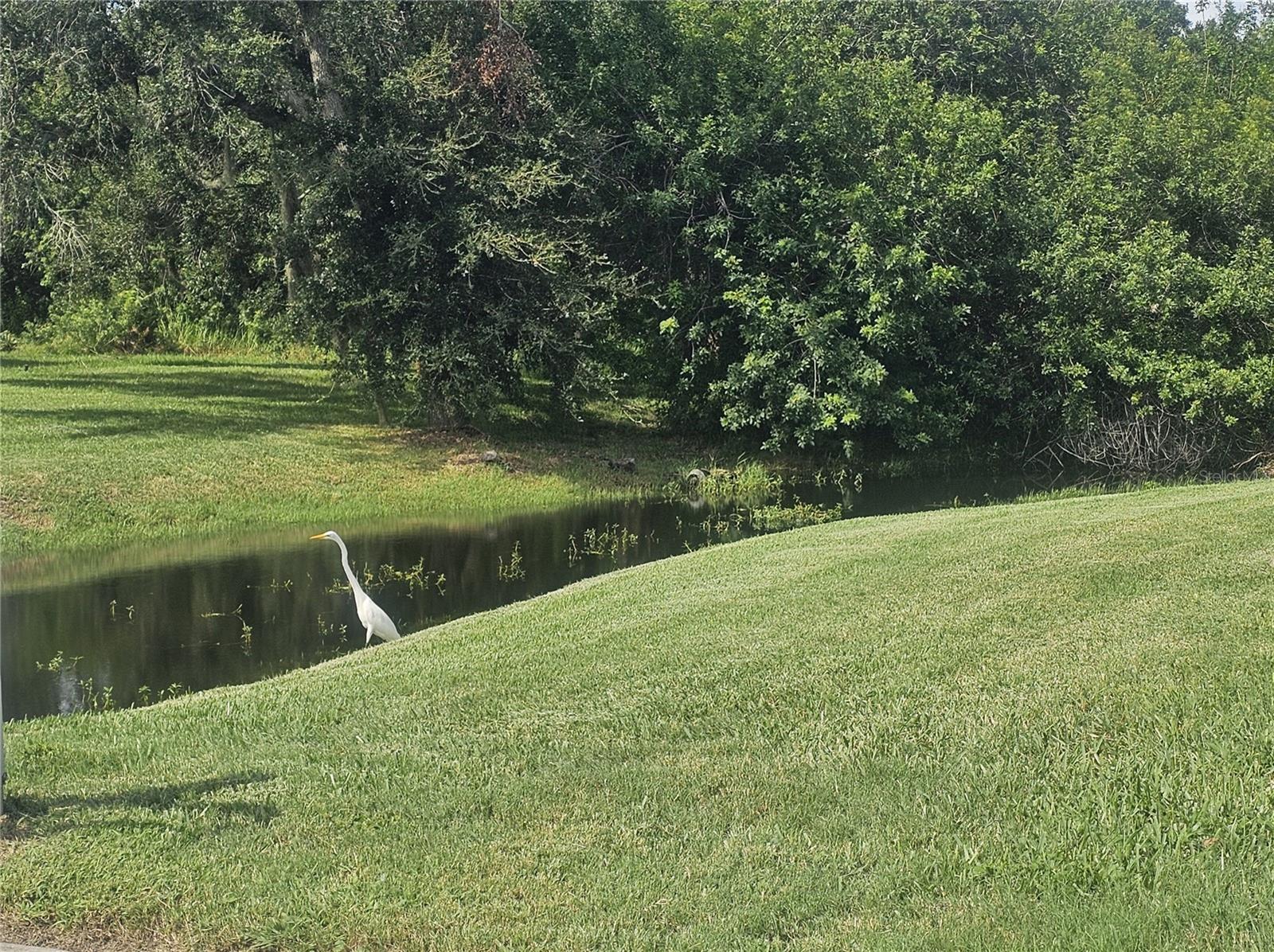 603 Canal, Oldsmar, FL 34677